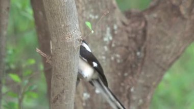 Afrika Pied Wagtail 'i ağaçtan kalkıyor.