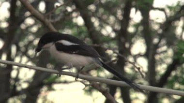 Afrika ördek kuyruğu bir ağaca tünedi.