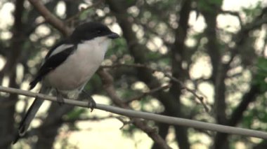 Afrika ördek kuyruğu bir ağaca tünedi.