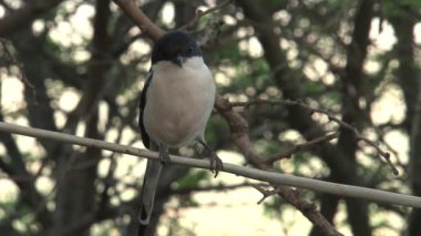 Afrika ördek kuyruğu bir ağaca tünedi.