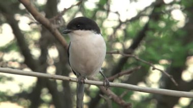 Afrika Pied Wagtail 'i ağaçtan tünedi