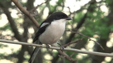 Afrika Pied Wagtail 'i ağaçtan kalkıyor.