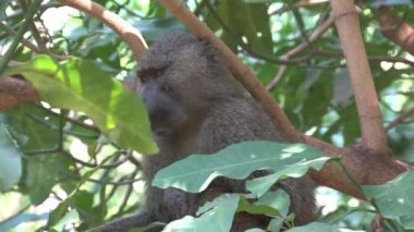 Babun ağaçtan böcek yer.
