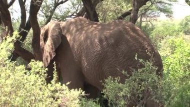Afrika fili çalılardan otluyor.