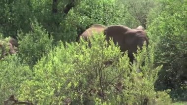 Afrika fili çalılardan otluyor.