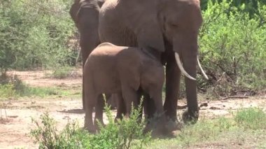 Afrika fili yavrusu annesinden emziriyor.