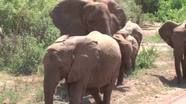 Afrika fili yavrusu sürüyle otluyor.