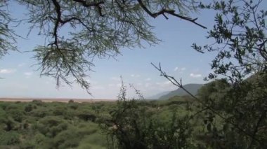 Düz ovalarda ağaçlar ve ovalar