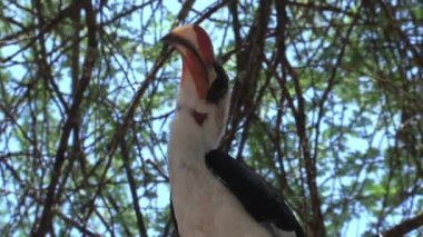 Afrika Boynuzu bir ağaca tünemiş.