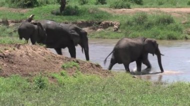 Afrika fili buzağıları sürüyle birlikte bir su birikintisinde yürüyor.