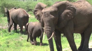 Afrika fili buzağıları otlakta sürüyle otluyor.