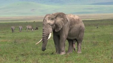 Yaşlı Afrika fili otlakta otluyor.