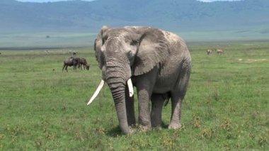Yaşlı Afrika fili otlakta otluyor.