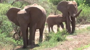 Afrika fili yavrusu annesinden emziriyor.