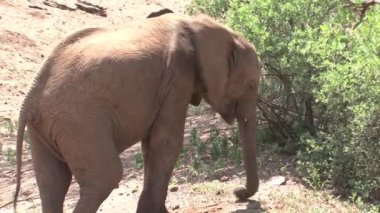 Afrika fili bir çalılıktan otluyor.