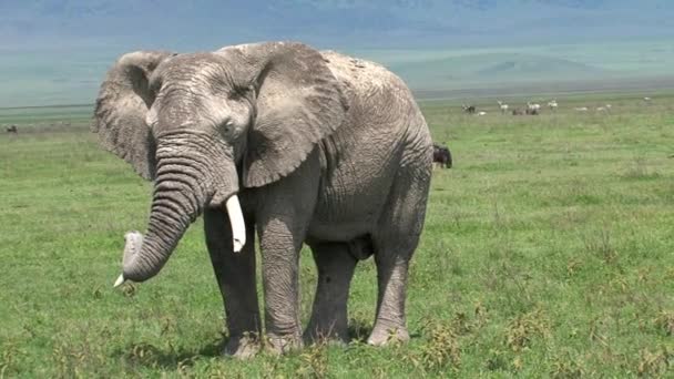 Vecchio Elefante Africano Pascolo Sui Prati — Video Stock