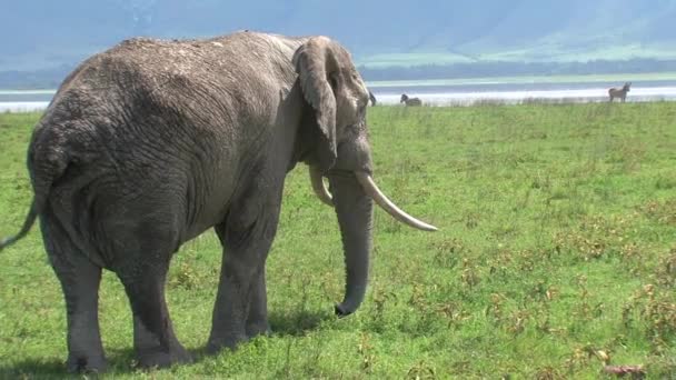 Oude Afrikaanse Olifant Grazen Het Grasland — Stockvideo