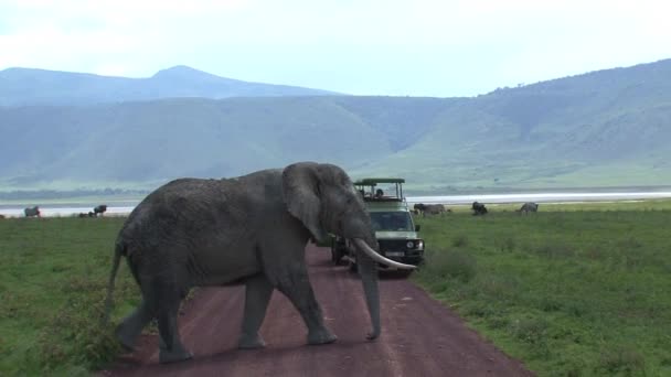 Gamla Afrikanska Elefanten Promenader Förbi Två Safari Jeepar Fulla Turister — Stockvideo