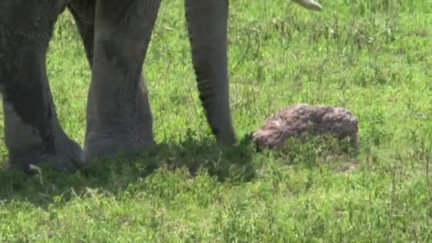 Old African Elephant Grazing Grassland — Stock Video