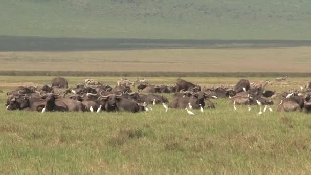 Manada Búfalos Africanos Pastando Nas Pastagens — Vídeo de Stock