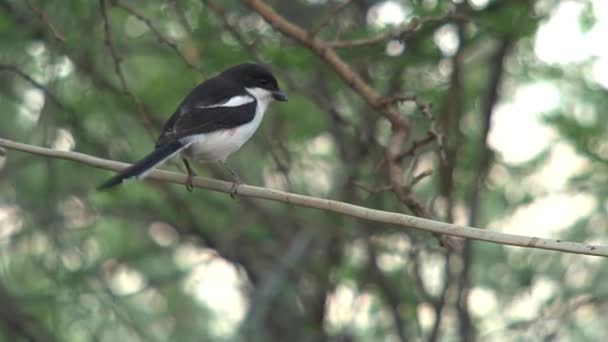 African Pied Wagtail Appollaiato Albero — Video Stock