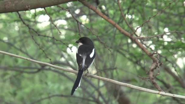 African Pied Wagtail Perched Tree — Stock Video