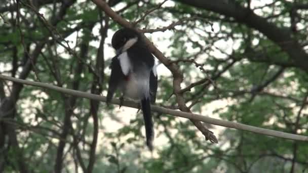 Africano Pied Wagtail Empoleirado Uma Árvore — Vídeo de Stock