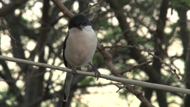 African Pied Wagtail Perched Tree — Stock Video