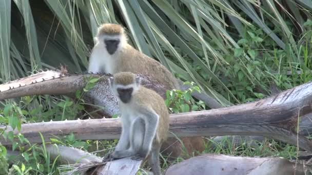 Troep Vervet Monkeys Foerageert Grond — Stockvideo