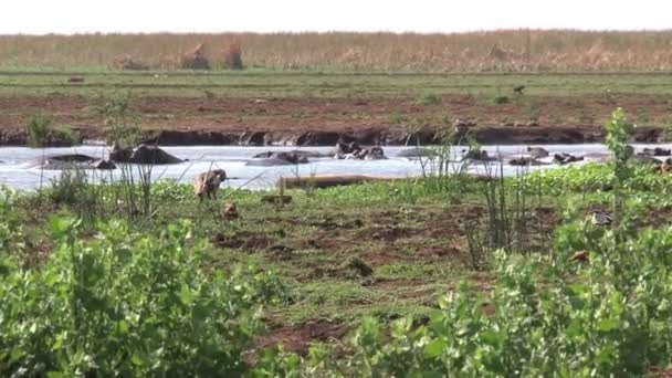 Herd Van Nijlpaarden Zwemmen Een Waterpoel — Stockvideo