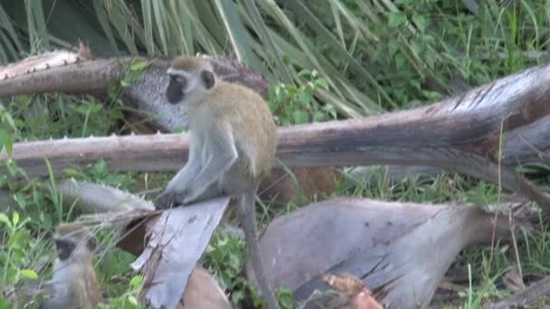 Truppa Scimmie Vervet Cerca Cibo Terra — Video Stock