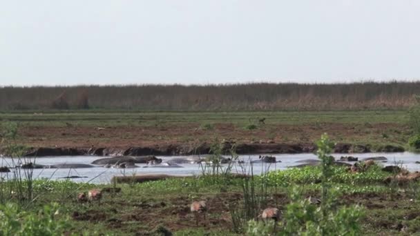 Herd Van Nijlpaarden Zwemmen Een Waterpoel — Stockvideo