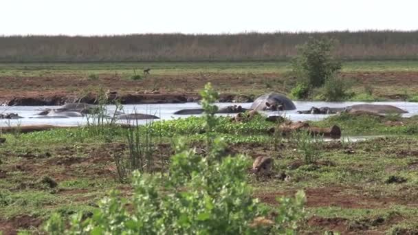 Hippopotamuszok Csordája Úszik Itatóban — Stock videók