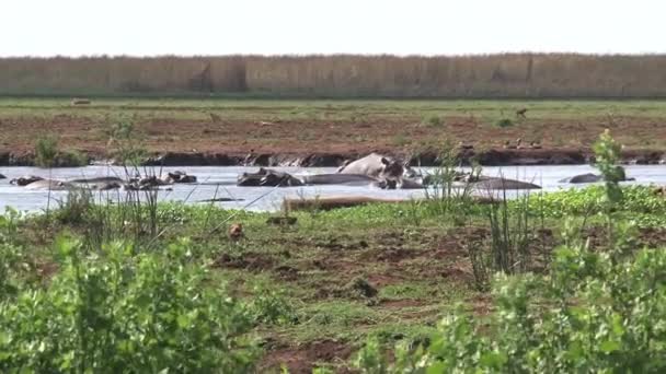 Herd Hippopotamuses Swimming Watering Hole — Stock Video