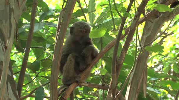 Vervet Monkey Come Insetos Uma Árvore — Vídeo de Stock