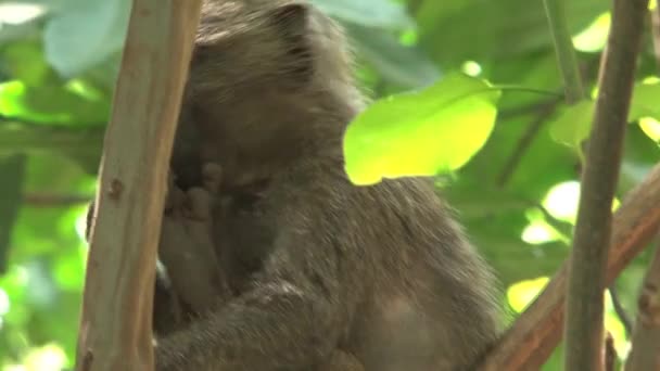 Vervet Monkey Come Insectos Árbol — Vídeos de Stock