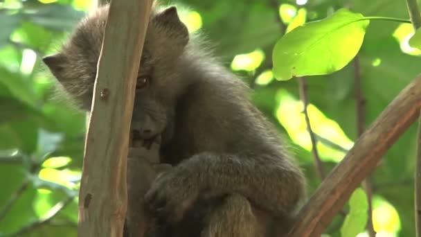 Vervet Monkey Come Insectos Árbol — Vídeos de Stock