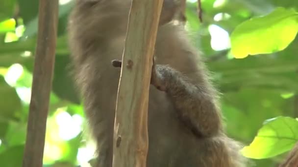 Vervet Monkey Frisst Insekten Von Einem Baum — Stockvideo