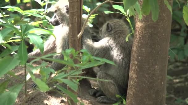 Bir Çift Vervet Maymunu Birbirlerini Ağaçta Tımar Ediyorlar — Stok video