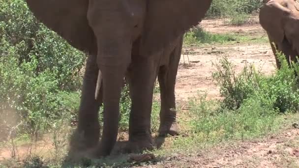 Afrika Fili Yavrusu Sürüyle Otluyor — Stok video