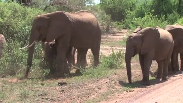 Afrikaanse Olifant Kalf Grazen Met Kudde — Stockvideo