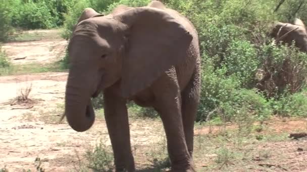 Veau d'éléphant d'Afrique broutant avec le troupeau par une jeep safari
