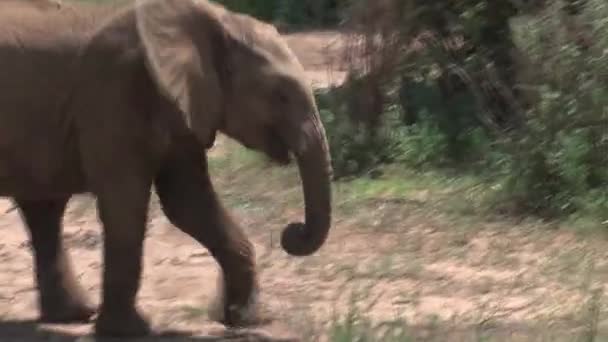 Éléphant d'Afrique pâturage de veau d'un buisson