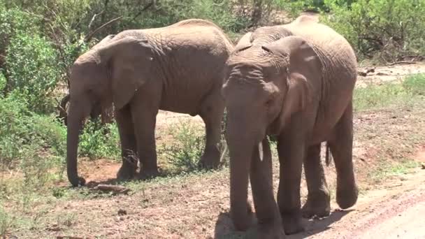 Африканське Дитинча Слона Пасуться Куща — стокове відео