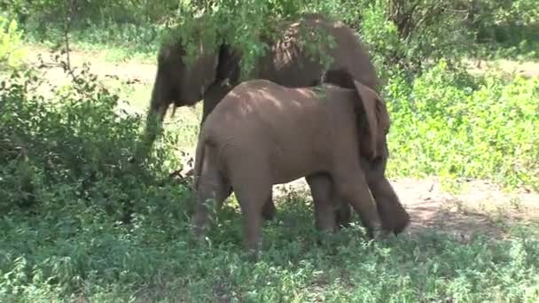 Elefante Africano Pastando Con Manada — Vídeos de Stock