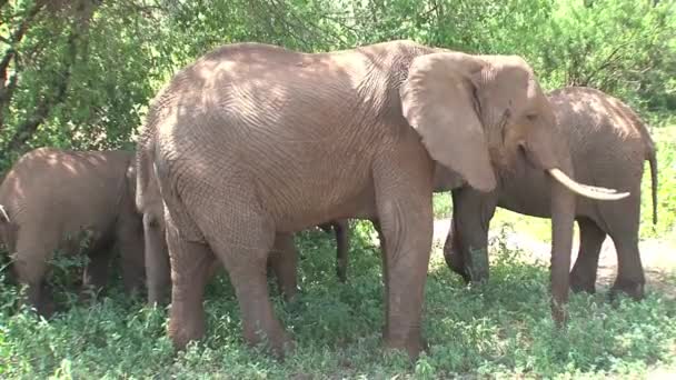Veau d'éléphant d'Afrique pâturant avec le troupeau