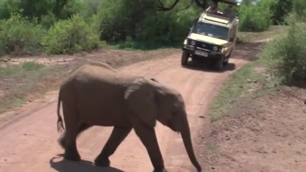 非洲象的小牛犊被一辆狩猎吉普从灌木丛中吃草 — 图库视频影像