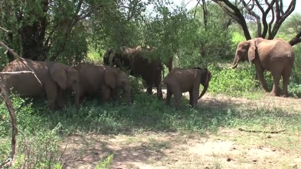 Cielę Afrykańskiego Słonia Pasące Się Stadzie — Wideo stockowe