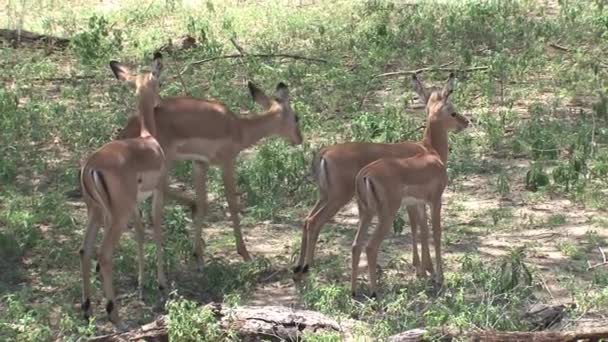 羚羊妈妈和幼崽在树下吃草 — 图库视频影像
