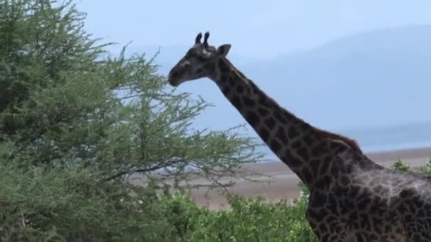 Giraff Äter Blad Från Toppen Ett Träd — Stockvideo